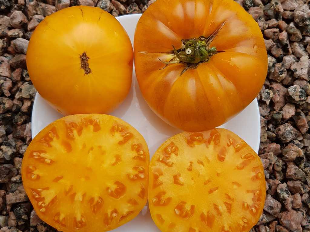 Big Golden Delicious 